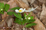 Eastern false rue anemone